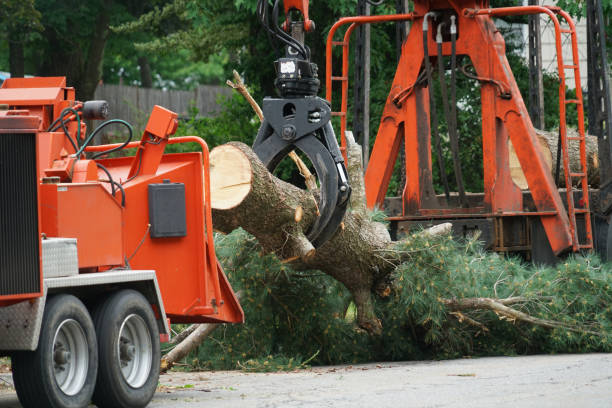 Best Palm Tree Trimming  in O, MI